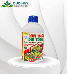 Amino Siêu LỚN TRÁI PHÌ TRÁI